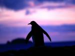 Antarctic Twilight, King Penguin